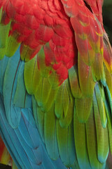 Obraz premium Unique colors and patterns of macaw feathers