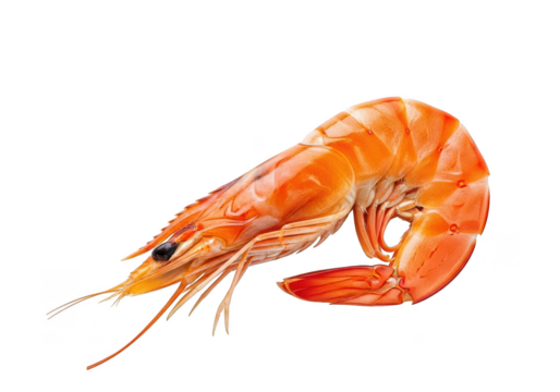 Single Cooked Shrimp with Orange Shell on Studio Shot prawn seafood