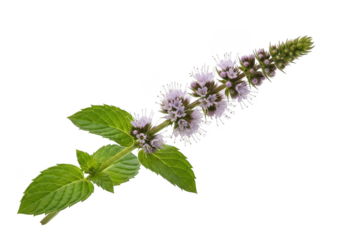 Single sprig of mint with delicate pale purple flowers and green leaves herb plant