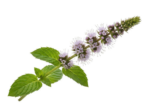 Single sprig of mint with delicate pale purple flowers and green leaves herb plant