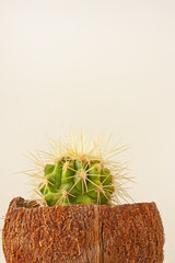 Prickly Cactus in a Small Coconut Pot