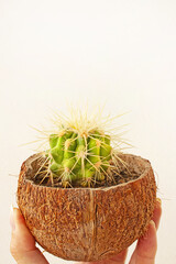 Prickly Cactus in a Small Coconut Pot