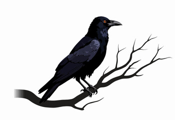 Obraz premium Black raven perched on a bare branch against a white background 