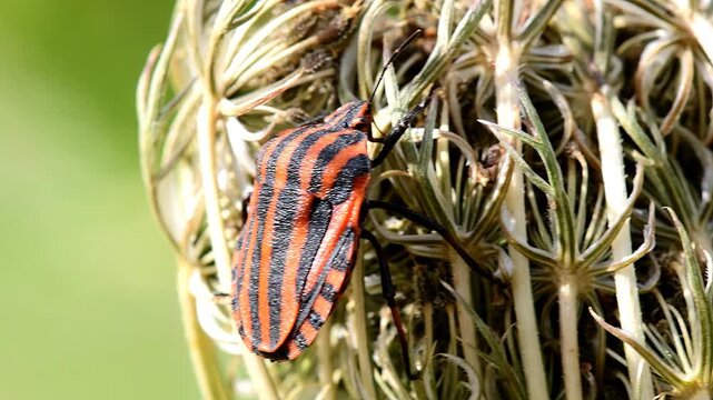 
Italian striped bug on a flower of a carrot in summer in Germany in a macro view