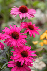 Dark-pink  coneflowers in bloom (Echinacea purpurea). Detail shot.