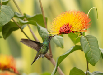Colibris 