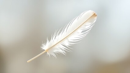 Delicate white feather captured in soft light, emphasizing nature's intricate beauty.