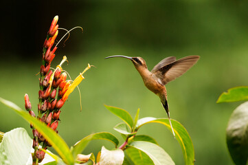 Colibris 