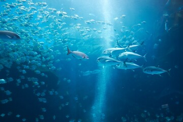 Fototapeta premium underwater scene with fishes