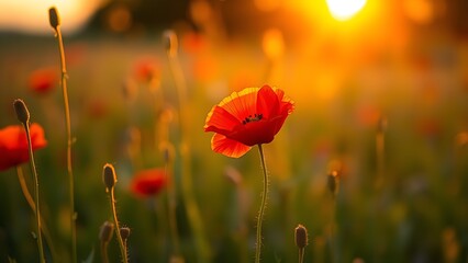 Lone red poppy blooming in a golden field bathed in the soft light of sunset, evoking tranquility.