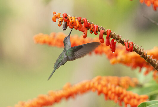 Colibris 
