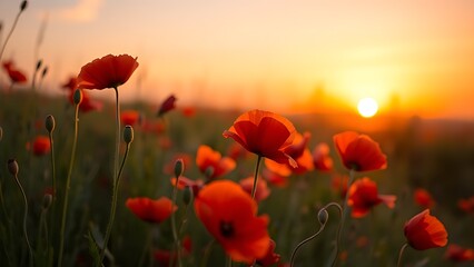 Fototapeta premium Vibrant red poppies glowing under the golden light of a sunset.