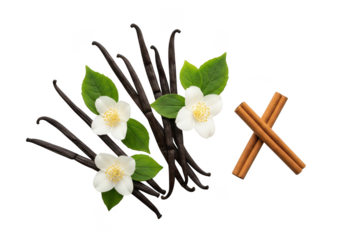 Vanilla beans cinnamon sticks and jasmine flowers arranged on image
