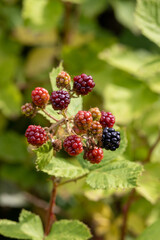 Macro shot: Different ripening stages of the blackberry
