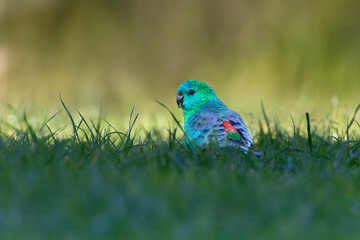 Male red-rump parrot, one of the rare Australian small parrots to get a good shot from