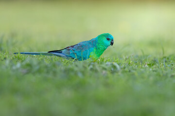 Male red-rump parrot, one of the rare Australian small parrots