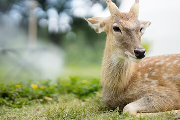 The deer is lying on the green grass