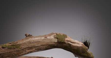Natural mossy wood branch with soft ambient background minimal product display scene