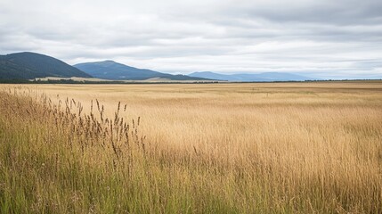 Golden meadow stretches to distant mountains under overcast sky