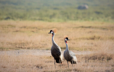 Fototapeta premium Crowned crane couple on the Savannah