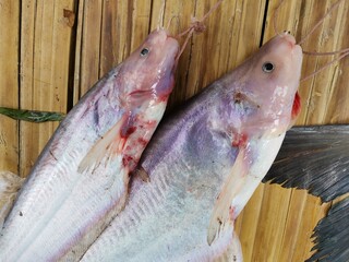 meat of sheatfish to food cooking on wood background
