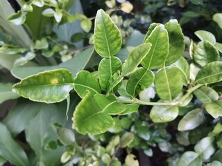 citrus leaves or bergamot herb on tree background
