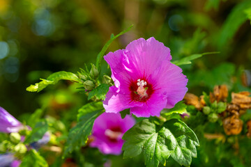 Fototapeta premium Vibrant pink hibiscus blossoms sway gently in the warm afternoon sunlight amidst lush green foliage