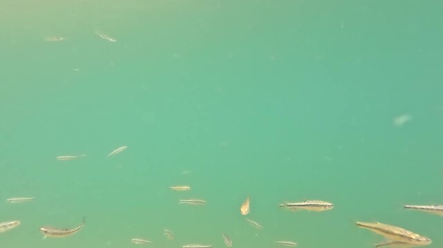 School of European Minnows Swimming in Clear Alpine Waters of Italy, Captured Underwater in Pristine Mountain Environment