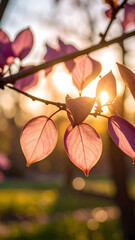 A close-up of vibrant leaves illuminated by sunlight, creating a serene atmosphere.