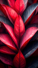A close-up of vibrant red and dark leaves, showcasing natural beauty and texture.