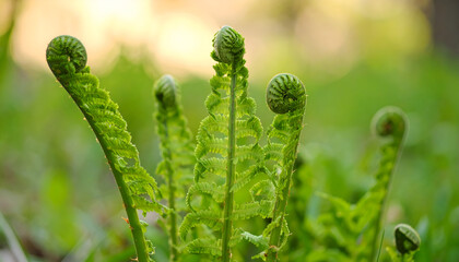 A close-up of young ferns, showcasing their intricate fronds and spirals.