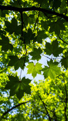 A close-up view of green leaves against a bright sky, showcasing nature's beauty.