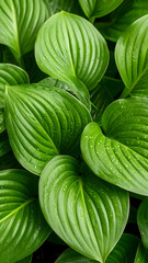 A close-up view of lush green leaves with a textured surface and water droplets.