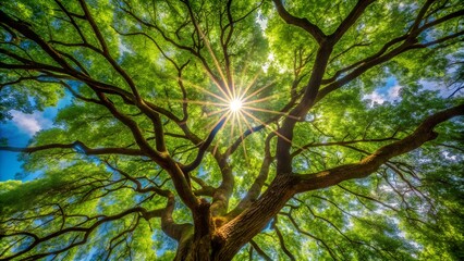 Obraz premium Looking up through the vibrant green canopy of a large tree with sunlight streaming through the branches