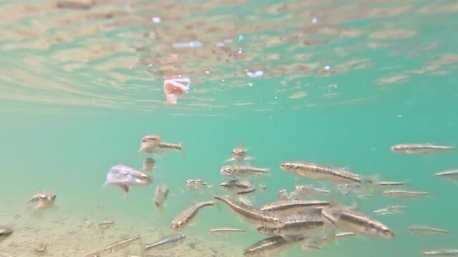 Tight school of small European minnows swims just below the surface in the turquoise water captured underwater in high clarity.