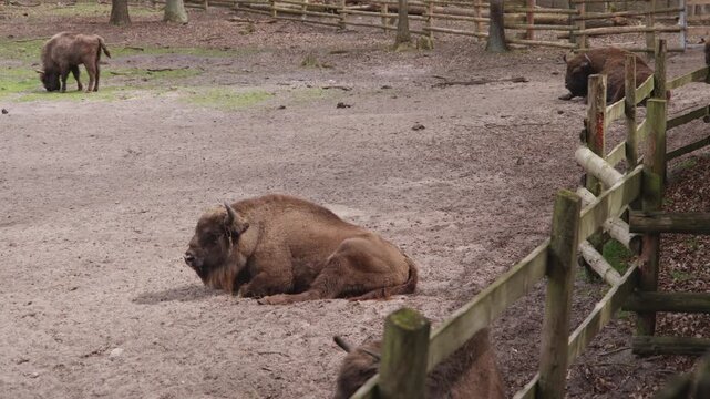 European wood bisons also known as the wisent, zubr or buffalo.