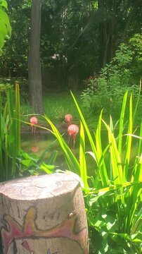 Vertical video of flamingoes standing in a peaceful lagoon at Parque del Este, Caracas, Venezuela. Framed by tropical greenery, calm water, and sunlight.