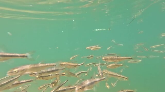 Close-Up Underwater View of European Minnows Swimming in Crystal-Clear Alpine Lake taly, in a Dense School Near the Surface