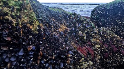 Strong water runoff in the Black Sea, mussels and algae on rocks in the air during low tide, ecological event and death of aquatic organisms in the air