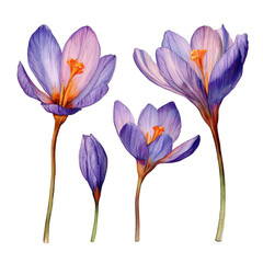 Naklejka premium Detailed illustration of four crocus flowers in shades of lavender and purple, with orange centers
