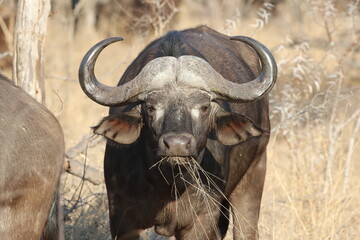 Male African buffalo bull