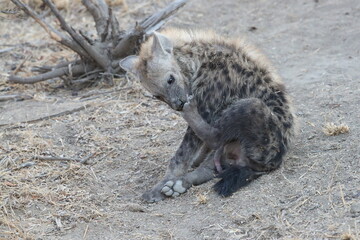Hyena Cub 