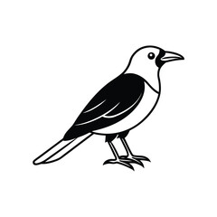 a bowerbird bird line art silhouette vector illustration on white background