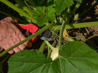 A hand using red pruning shears to cut a pattypan squash from its vine