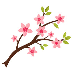 Beautiful cherry blossom branch