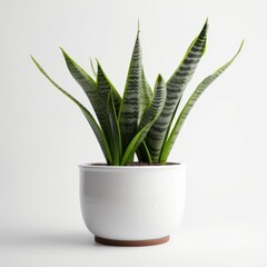Modern Snake Plant in Clean White Pot for Interior Design