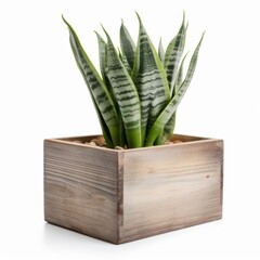 Sansevieria in White Minimalist Ceramic Pot on White Background