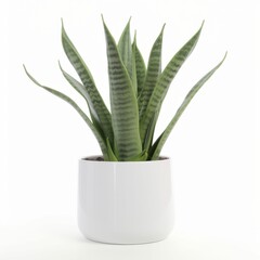 Modern Snake Plant in Clean White Pot for Interior Design