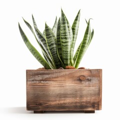 Modern Snake Plant in Clean White Pot for Interior Design