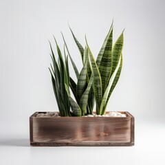 Modern Snake Plant in Clean White Pot for Interior Design